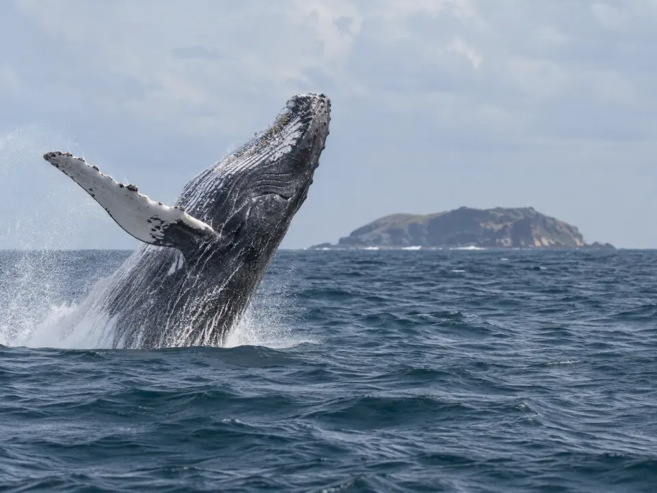 Uma baleia-jubarte saltando perto de uma ilha rochosa e baixa no Arquipélago de Abrolhos.