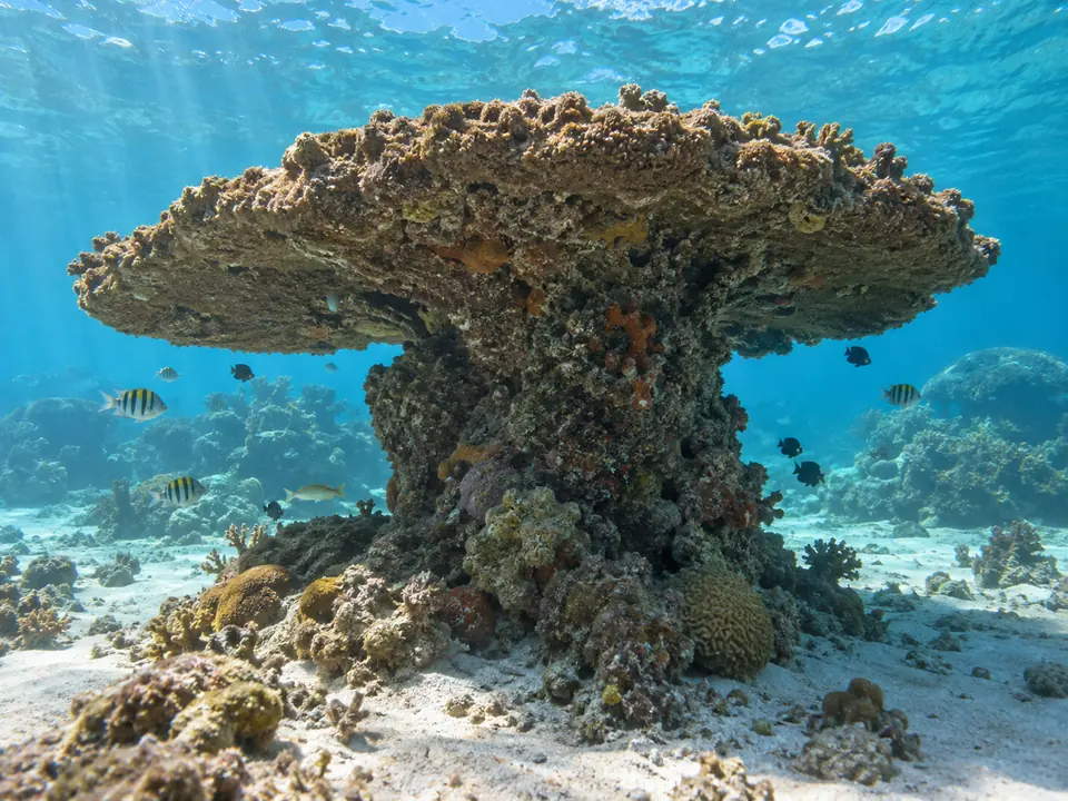 Vista de perto, debaixo d'água, de um chapeirão de coral em forma de mesa cercado por peixes de recife.