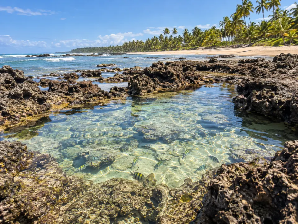 Piscina natural de água clara entre recifes na maré baixa, com coqueiros ao fundo, numa ilha brasileira.